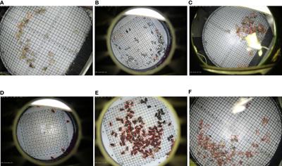 AgriPest-YOLO: A rapid light-trap agricultural pest detection method based on deep learning